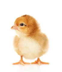 Papier Peint photo Poulet Little cute chicken isolated on white