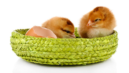Little cute chickens isolated on white