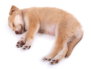 Obraz premium Little cute Golden Retriever puppy, isolated on white