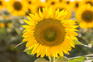 Obraz premium sunflowers