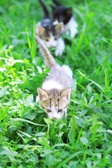 Cute little kittens, outdoors