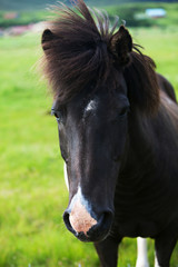 Obraz premium Icelandic Horse