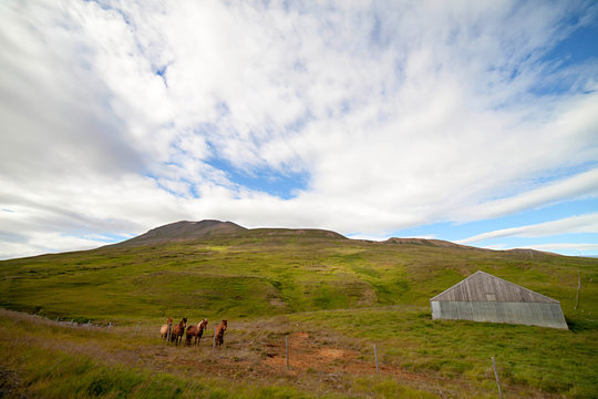 Icelandic Horses