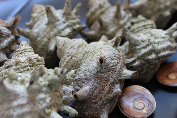 Obraz premium 貝殻