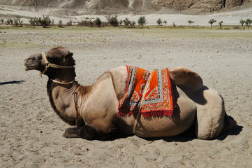 Bactrian camels in Himalayas. Hunder village, Nubra Valley, Indi