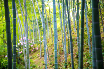 The bamboo forest of Kyoto, Japan