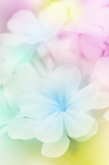 Obrazy na Szkle  Zbliżenie kwiatów z miękkim filtrem kolorów.