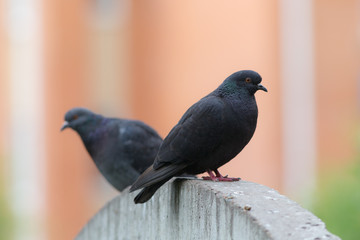 two dove