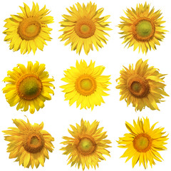 Sunflower collection