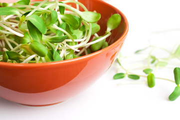 green young sunflower sprouts