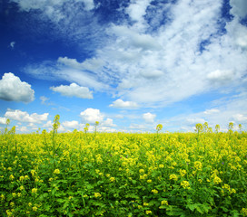beautiful flowering rapeseed field under blue sky