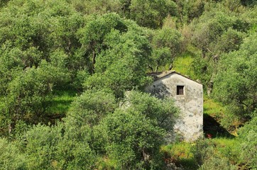 Fototapeta na wymiar Olivenhain in Ligurien - olive grove in Liguria 03