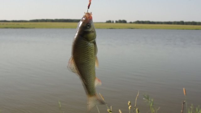 Fishing. Caught fish on a hook