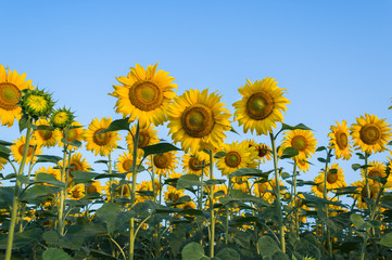 sunflowers field © Dusan Kostic