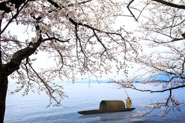 Fototapety  Sezon Sakura w Kaizu Osaki, Japonia