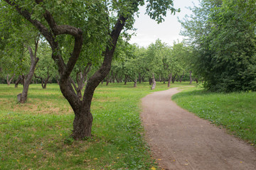 Fototapeta na wymiar footpath in the apple orchard
