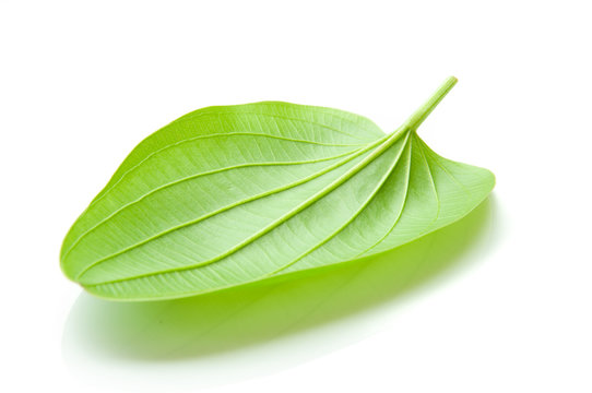 Arrow Head Amason leaf, Sagittaria lancifolia L , ALISMATACEAE