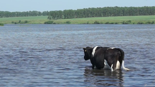 Cow at a watering on a hot summer day