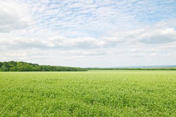 green field and blue sky with light clouds