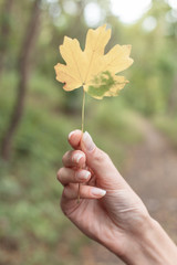 Fototapeta na wymiar hand leaf