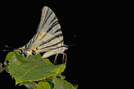 macaon butterfly isolated on black