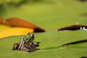 Frosch von hinten auf einem Seerosenblatt