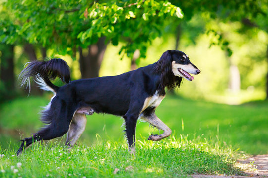 Persian Greyhound dog