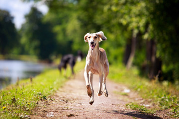 Persian Greyhound dog - 67815835
