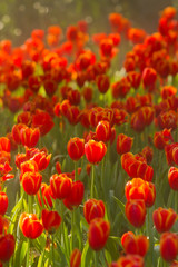 Group of red tulips