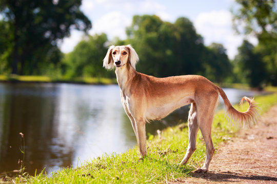 Persian Greyhound dog