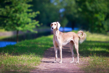 Obraz na płótnie Canvas Persian Greyhound dog