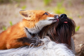 red fox pup and dog