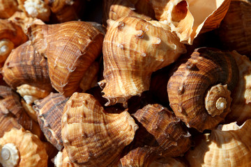 many beautiful shells for sale at the market near the sea
