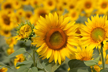 Naklejka premium ヒマワリ畑