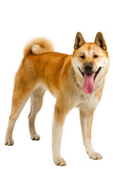 Akita Inu