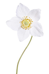Beautiful delicate flower isolated on white background