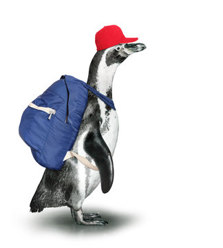 Funny penguin with backpack and baseball cap.