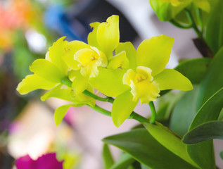 Green orchid