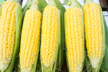 Grains of ripe corn © ververidis