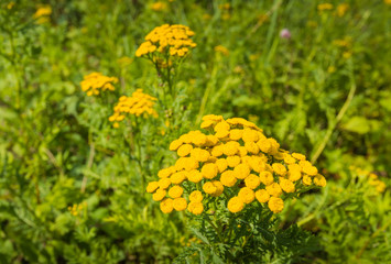 Bright yellow flowering Common Tansy