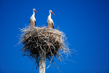 Storks © Miramiska