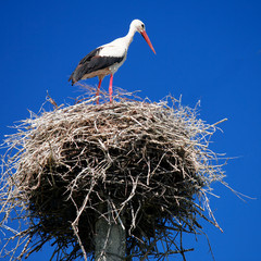 Storks