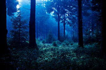 Foto op Canvas nacht bos © Val Thoermer