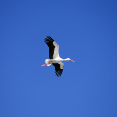 Stork