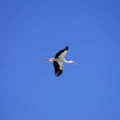 Stork