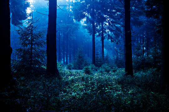 Fototapeta night forest