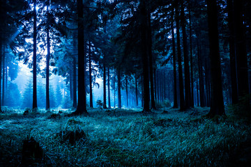 Fototapeta premium night forest