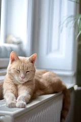 Fototapeten Ginger cat sleeping © anderm