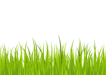 Obraz premium Green grass border for Your design