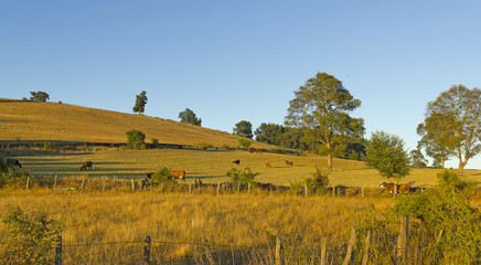 Fototapeta premium Cows grazing in Chile